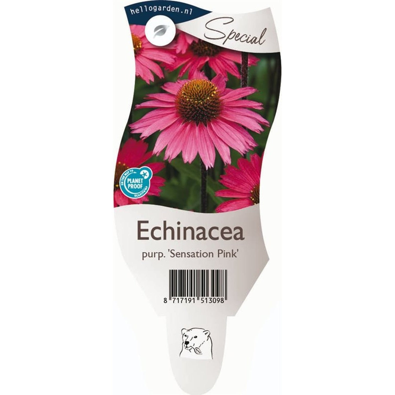 Röd solhatt – Echinacea 'Sensation Pink' - P11